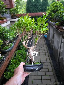 Bonsaj Ficus - 4