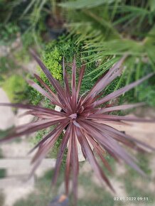 Cordyline Austrális Red star - 4