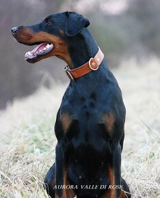 Doberman s PP - 4