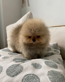 Pomeranian mini Boo - 4