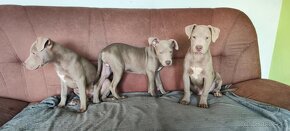 Americký pitbulterier pitbul pitbull silver lilac rare Top - 4