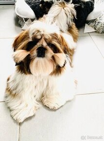 Shihtzu s PP - 4