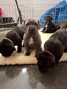 Cane Corso - 4