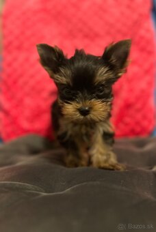 Yorkshire terrier, York s PP - 4