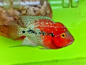 Flowerhorn Kamfa F2, F3 - 4