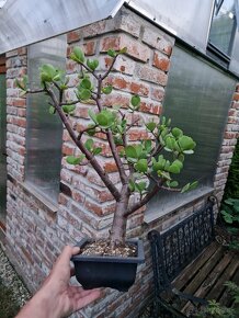 Stary velky bonsai vzacna forma velke listy Portulacaria - 4
