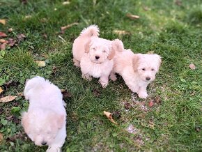 Maltipoo - 4