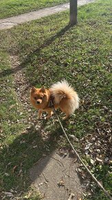 Pomeranian na krytie - 4