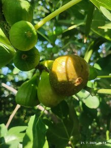 Figovniky (ficus carica) - Rodiace stromčeky - 4