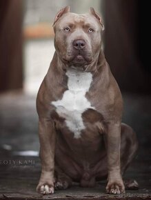 American bully XL ( krytie ) - 4