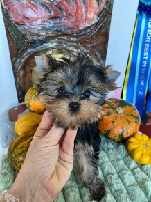 Mini Yorkshire Terrier, york, Yorkshire, Jorksir - 4