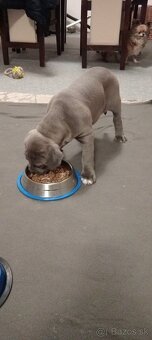 American Bully - 4