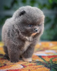 Pomeranian black - 4