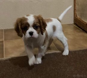 cavalier king charles spaniel - 4