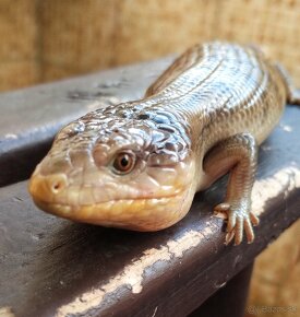 Tiliqua scincoides chimaera - 4