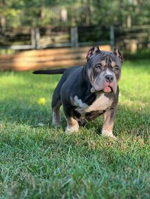 American Bully Pocket - 4