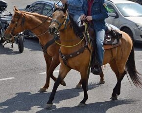 AQHA kobyla 7let - 4