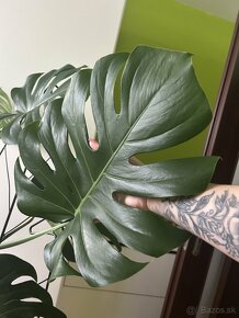 Monstera - 4