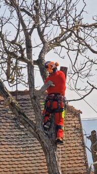 Vypilovanie stromov a výrub stromov - 4