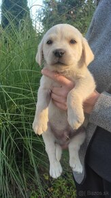 Labradorsky retriever - 4