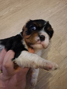 Cavalier King Charles Spaniel - 4