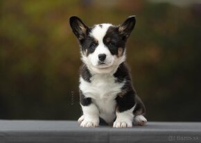 Welsh corgi cardigan steniata. - 4