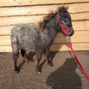 Žrebec mini shetland pony "CARLOS" - 4