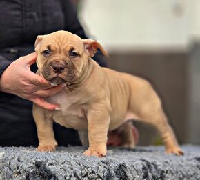 American Bully PP ABKC - 4