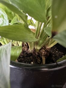 Spathiphyllum wallisii a Ficus Ginseng - 4