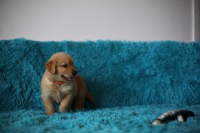 GOLDEN RETRIEVER-zlaty retrivr, zlaty retriever , american G - 4