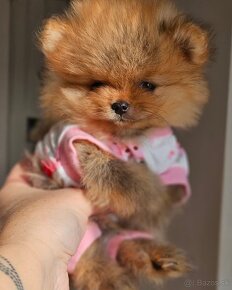 Pomeranian mini Boo - 4