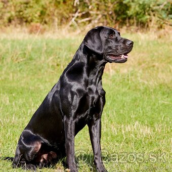 Labrador Retriever pracovná línia - 4