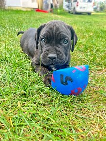 Cane corso - 4