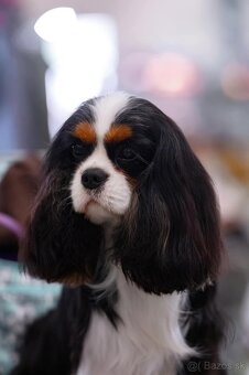 Cavalier King Charles Spaniel s PP - 4