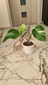 Monstera albo variegata - 4