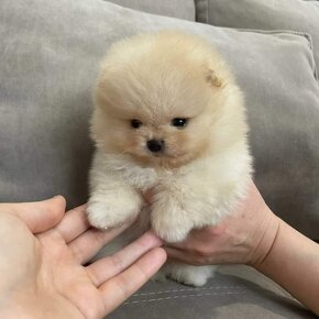 Pomeranian mini cream - 4