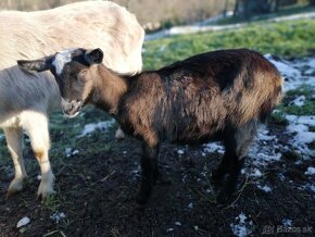 ponúkam krotké kozľa priateľskej povahy - 4