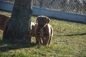 Dogue de Bordeaux, Bordo doga, Bordeauxská doga - 4