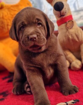 Labrador retriever -šteniatka s PP - 4