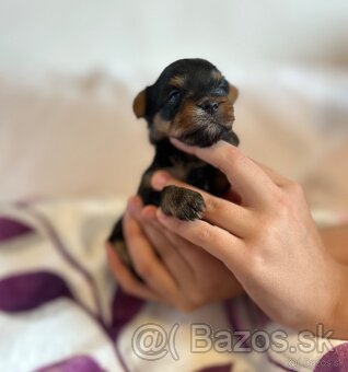 Yorkshire terrier, york - 4