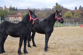 Kobyly na predaj - Percheron - 4