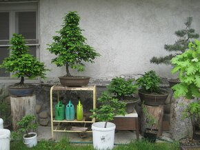 bonsai,bonsaj-hrab 10 - 4