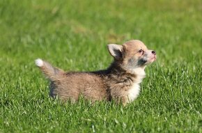 Welsh Corgi Pembroke - 4