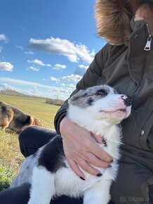 Welsh corgi cardigan. - 4