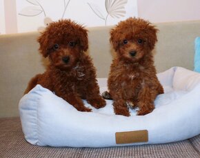Toy pudla, Red Toy Poodle, Red Toy Pudel - 4