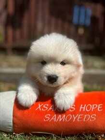 Samojed - šteniatka s PP FCI - 4