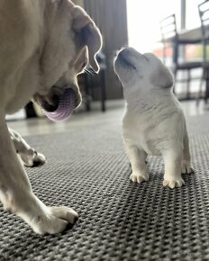 Krásne čistokrvné šteňa labradorského retrievera s rodokmeňo - 4