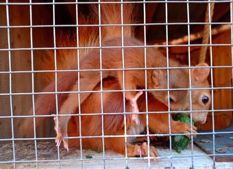 Veverička obyčajná / veverica stromová (Sciurus vulgaris - 4