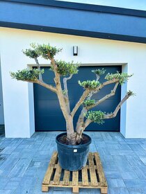 Olivovník Oleaeuropaea bonsai - 4