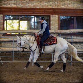 Pripúšťanie cremello žrebcom Quarter Horse - 4